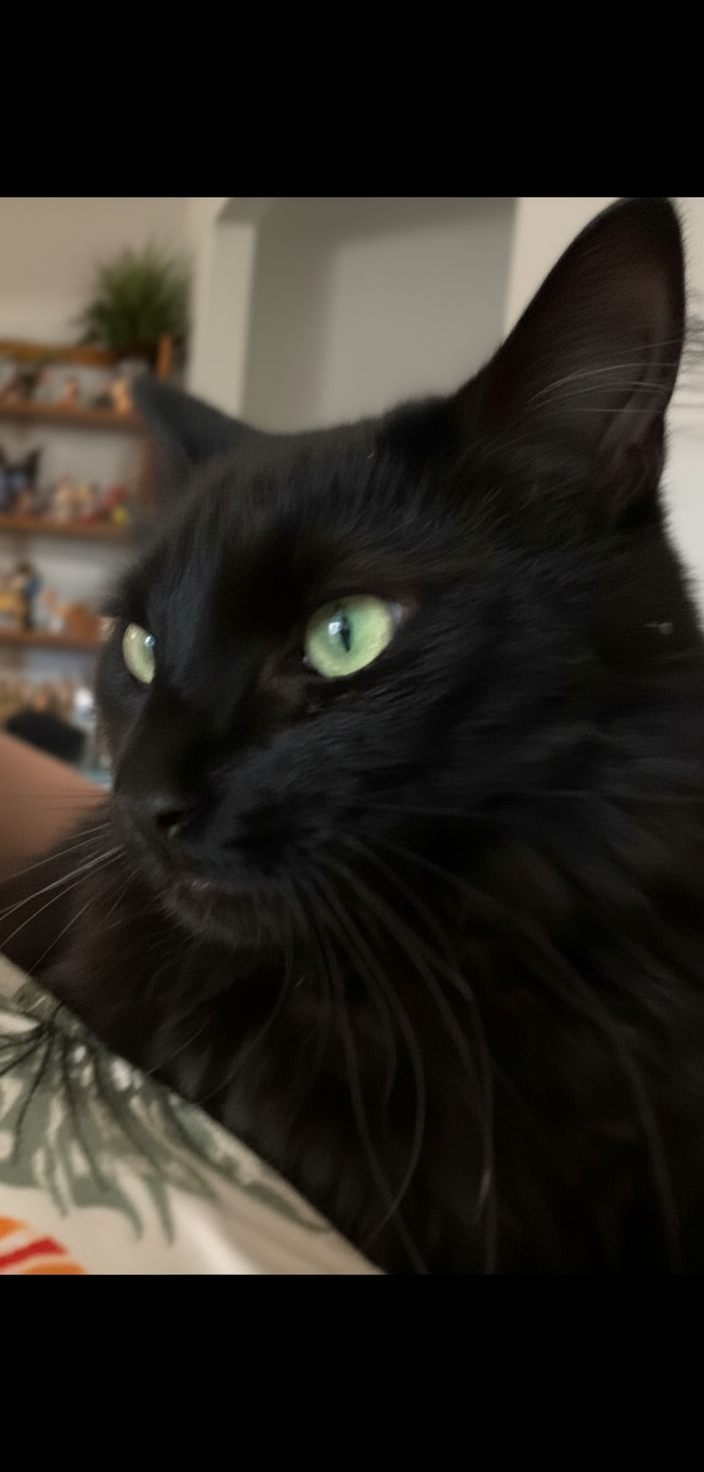 Figaro — Black Cat