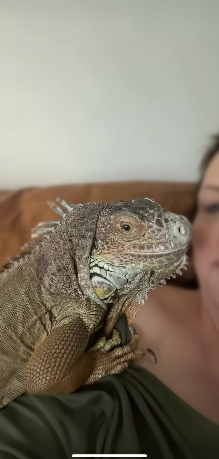 Maggie — Green Iguana